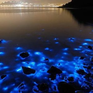 Luminous Lagoon Night Experience (Falmouth)