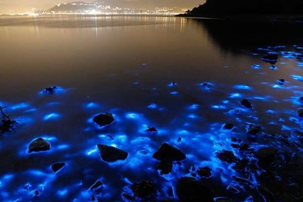 Luminous Lagoon Night Experience (Falmouth)