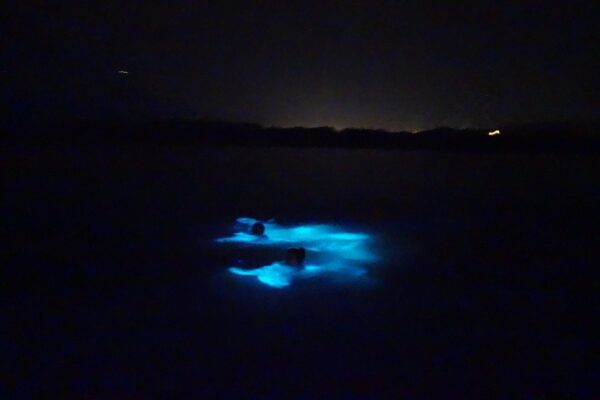 Luminous Lagoon Night Experience (Falmouth) - Image 4
