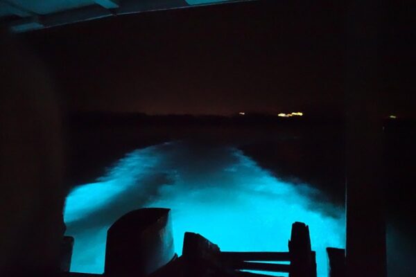 Luminous Lagoon Night Experience (Falmouth) - Image 5