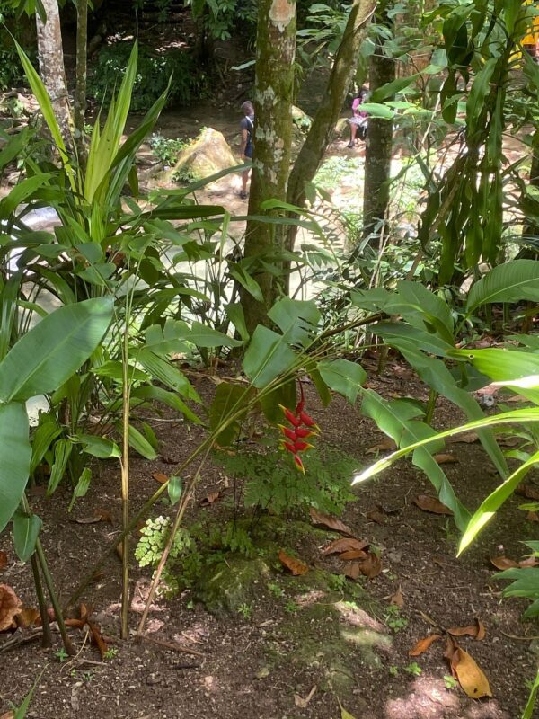 Blue Hole Adventure – Half-Day Tour (Ocho Rios) - Image 6